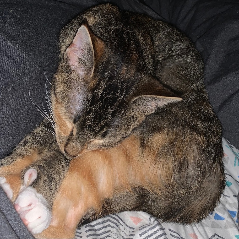 Meet your Posher, Thomas